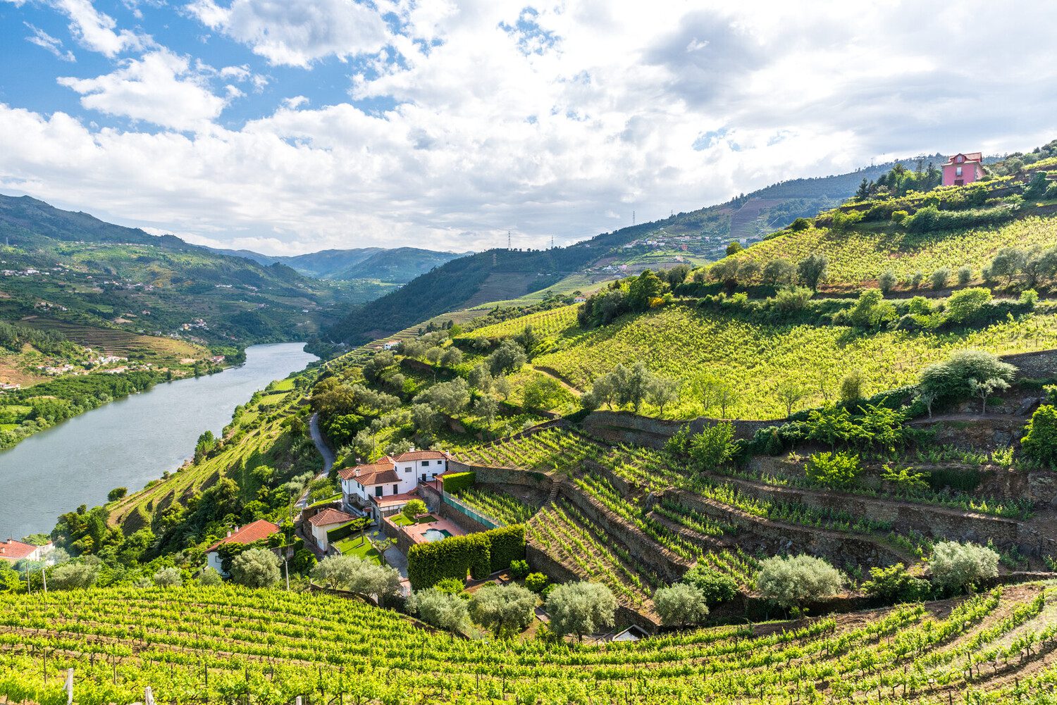 VINHOS VEGAN? EXISTEM E ESTES SÃO PORTUGUESES