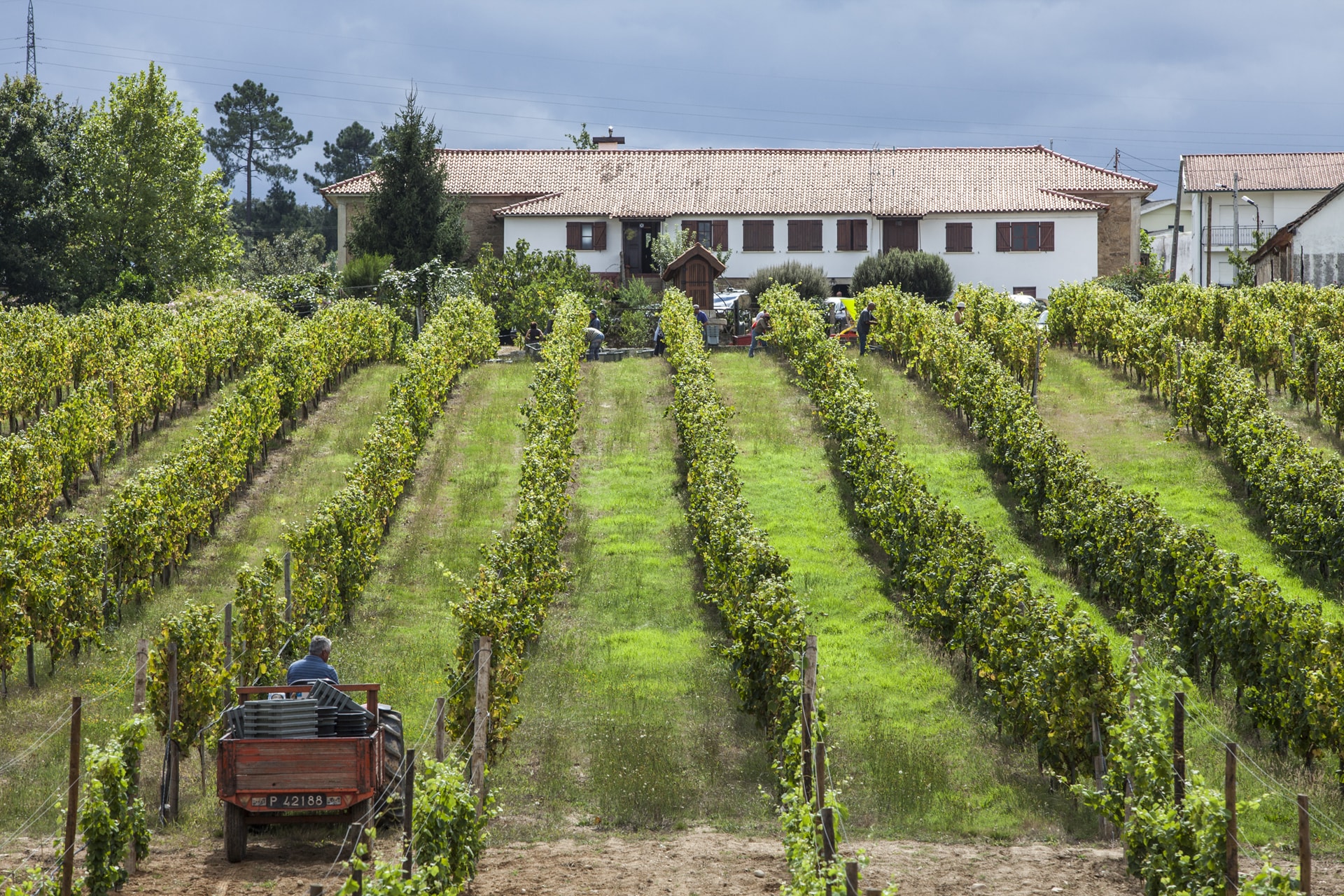 Quinta de Santiago: Produzindo Vinhos Excecionais no Coração do Vinho Verde