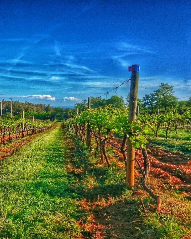 Quinta da Biaia: Sustentabilidade no Vale do Douro