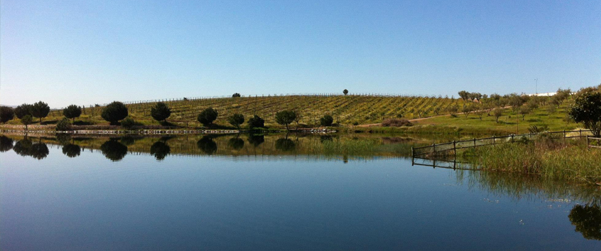 EXCELÊNCIA VINÍCOLA NO ALENTEJO: Herdade do Arrepiado Velho